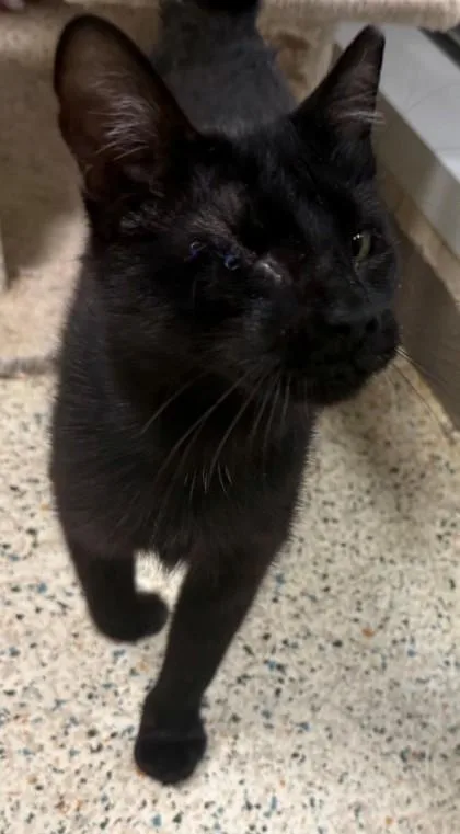 An adult medium-sized female Domestic Short Hair cat named Scarlett for adoption in Madison, NJ
