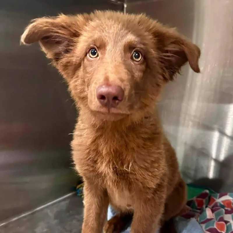 A baby large-sized female Brown / Chocolate Mixed Breed dog named Maple for adoption in Park Falls, WI