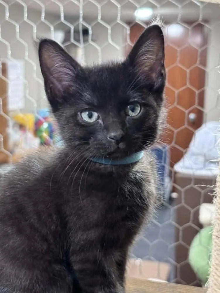 A baby small-sized male Black Domestic Short Hair cat named Rocky for adoption in Lincoln, NE