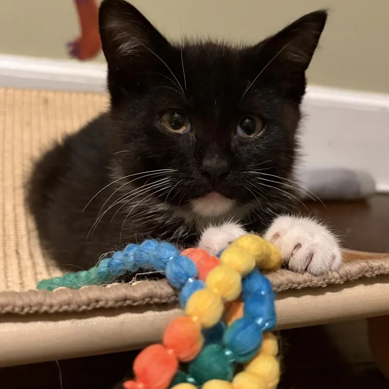 A baby small-sized male Black Domestic Short Hair cat named Mage for adoption in Middle Village, NY