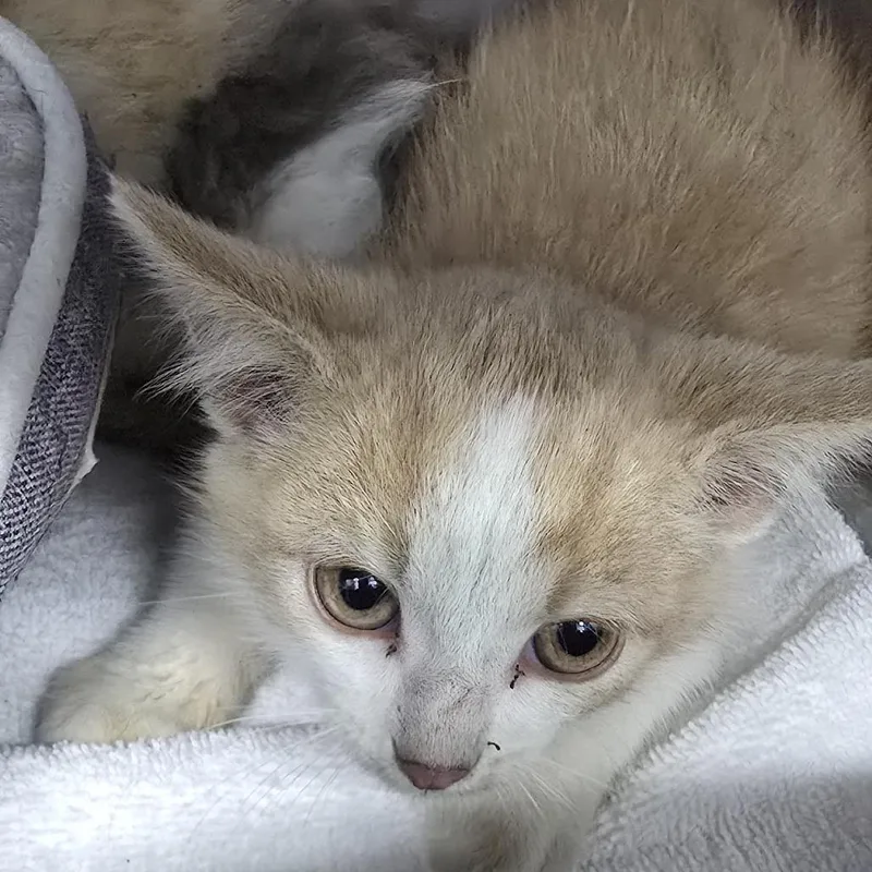 Meowvin