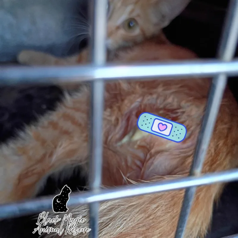 A baby small-sized male Orange / Red Domestic Short Hair cat named Pumpkin for adoption in Casa Grande, AZ