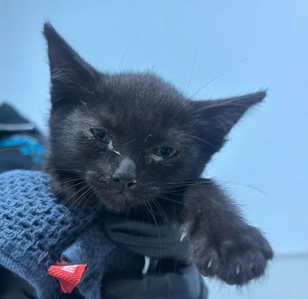 A baby small-sized female Domestic Short Hair cat named Pringles for adoption in Oceanside, CA