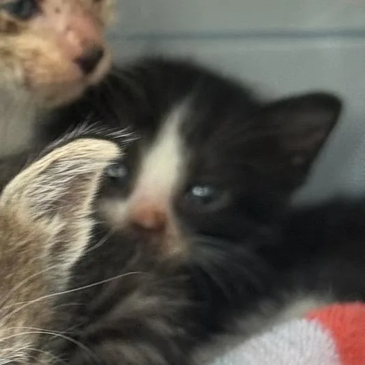 A baby small-sized female Domestic Short Hair cat named Cottontail for adoption in Fredericksburg, TX