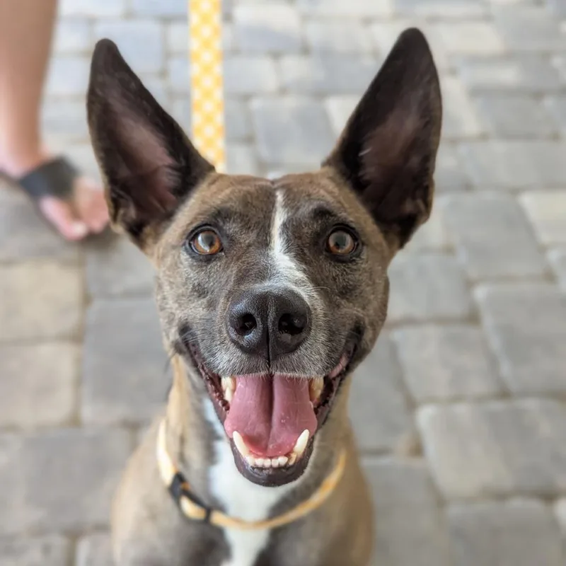 Mocha Frappuccino thumbnail 2