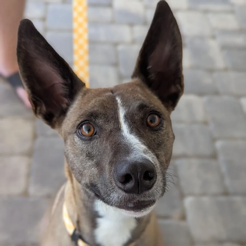 Mocha Frappuccino thumbnail 3