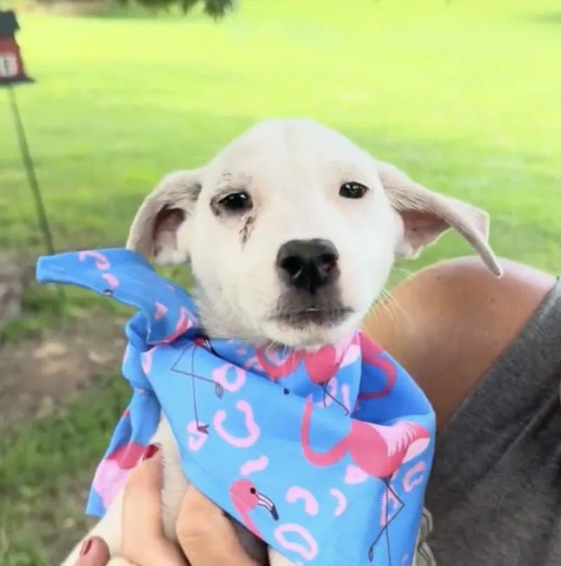 A baby medium-sized female White / Cream Mixed Breed dog named Cornelia for adoption in Franklin, TN