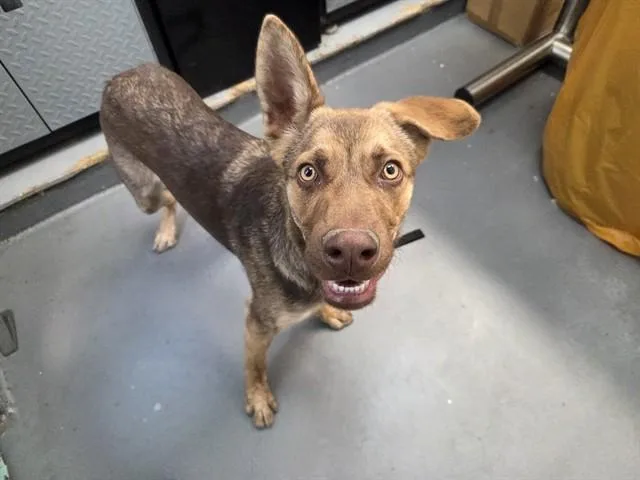 A young medium-sized male German Shepherd Dog dog named Burdock for adoption in Antioch, CA