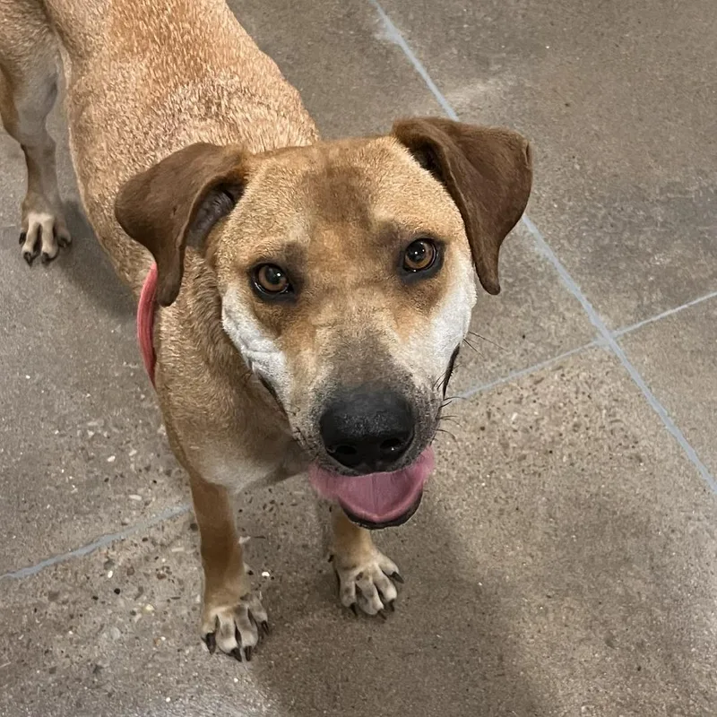 An adult large-sized female Red / Chestnut / Orange Rhodesian Ridgeback dog named Buttercup for adoption in Washburn, MO