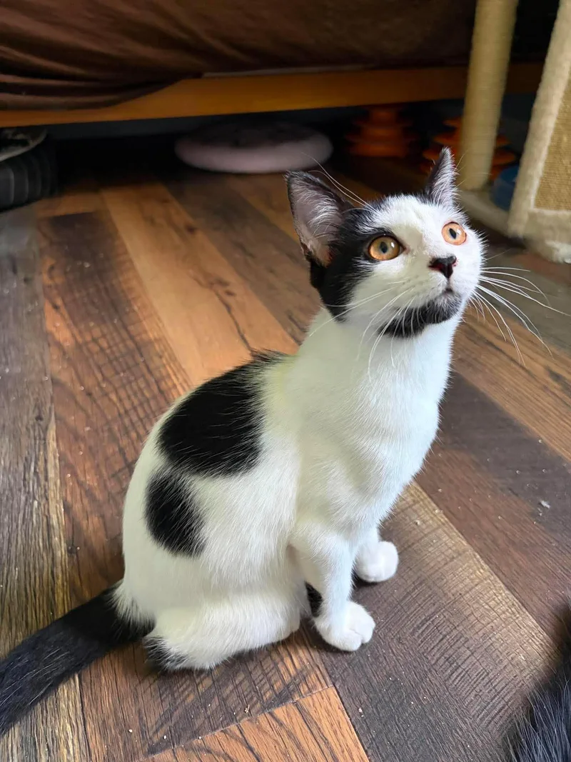 A baby medium-sized female Black & White / Tuxedo Domestic Short Hair cat named Gherkin for adoption in Gonic, NH