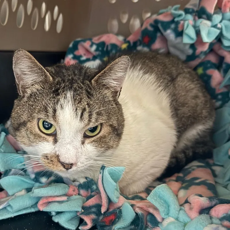 An adult medium-sized male Brown / Chocolate Domestic Short Hair cat named Banjo for adoption in Concord, NH