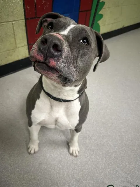 A young medium-sized female Pit Bull Terrier dog named Ashe for adoption in Indianapolis, IN