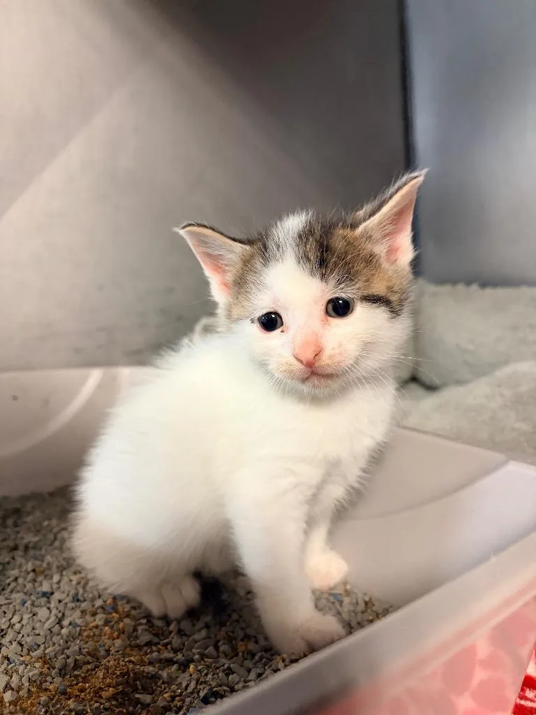 A baby medium-sized male Domestic Short Hair cat named Casey for adoption in Huntington, IN
