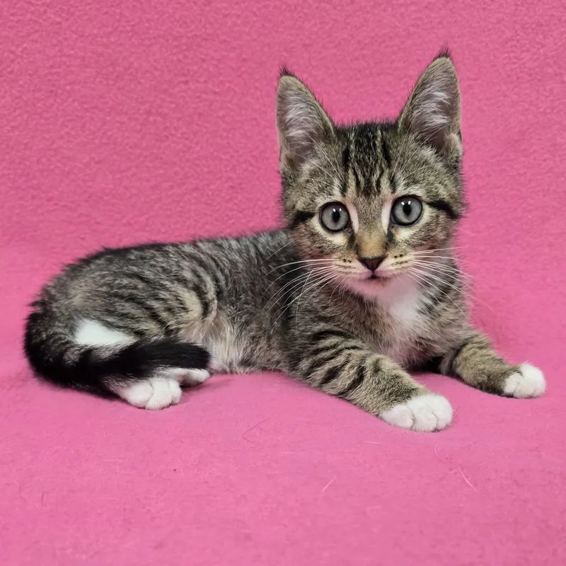 A baby medium-sized female Domestic Short Hair cat named Sylvia for adoption in Frankfort, IN