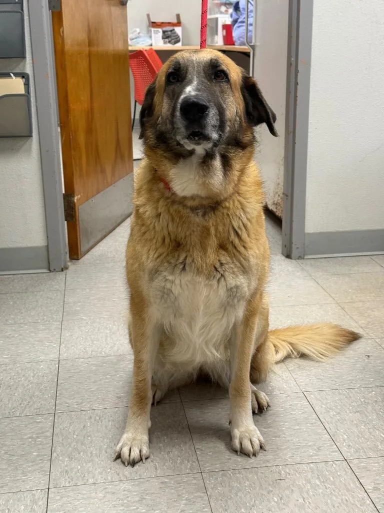 A young medium-sized female Anatolian Shepherd dog named Charmaine for adoption in Sorrento, LA