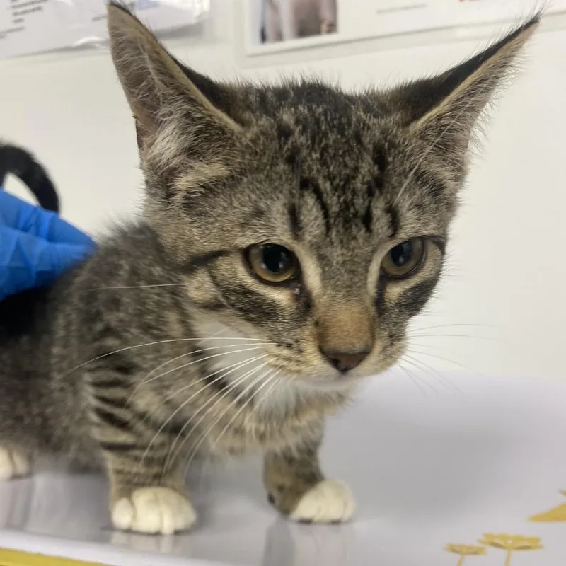 A baby small-sized male Brown / Chocolate Domestic Short Hair cat named Ezekiel for adoption in Allentown, PA