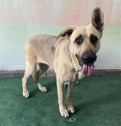 An adult large-sized female German Shepherd Dog dog named A for adoption in Baldwin Park, CA