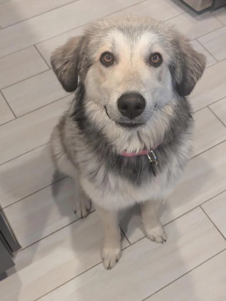 A baby medium-sized female Australian Cattle Dog / Blue Heeler dog named Saoirse for adoption in Fort Lupton, CO