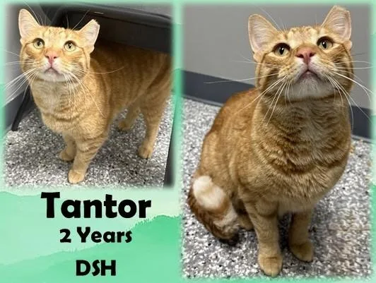 An adult medium-sized male Tabby (Orange / Red) Domestic Short Hair cat named Tantor for adoption in Franklin, IN