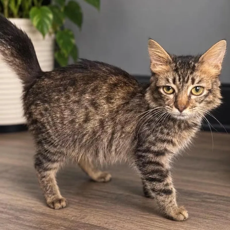 A baby small-sized female Domestic Short Hair cat named Tnr purrdey for adoption in debary, FL
