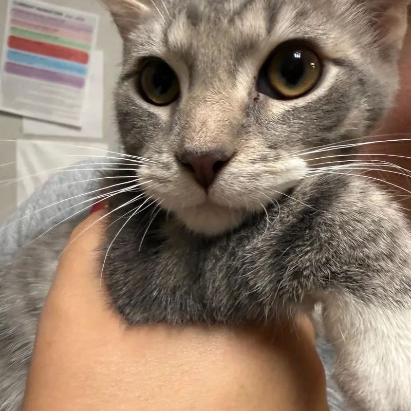 A baby small-sized male Gray / Blue / Silver Domestic Short Hair cat named Peeta for adoption in Great Falls, MT