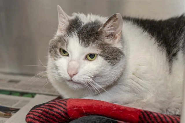 A senior medium-sized female Domestic Short Hair cat named Toozy for adoption in Charlotte, NC
