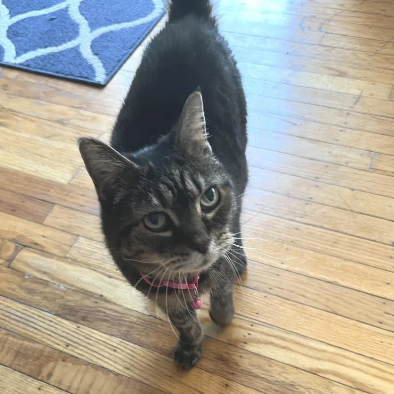 An adult medium-sized female Black Domestic Short Hair cat named Lilly Love for adoption in Philadelphia, PA