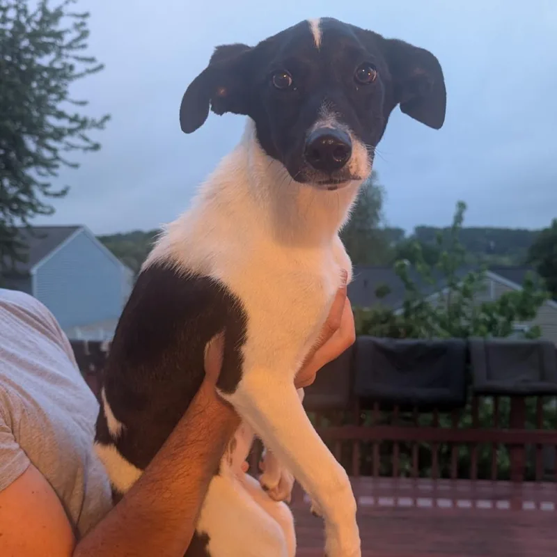 A baby small-sized female White / Cream Mixed Breed dog named Tulip for adoption in Rockville, MD