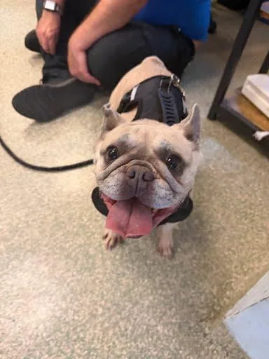 An adult small-sized female French Bulldog dog named Butter for adoption in Washington, DC