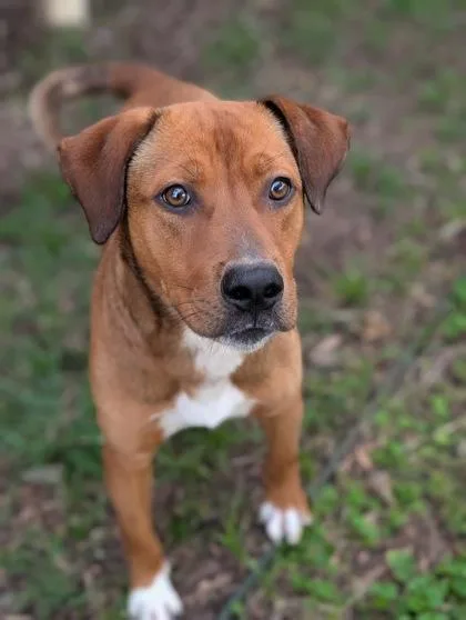 An adult medium-sized male Pit Bull Terrier dog named Marley for adoption in Mansfield, TX