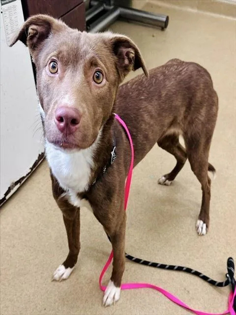 A young medium-sized female Labrador Retriever dog named Addison for adoption in Derwood, MD