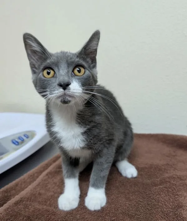 A baby small-sized male Domestic Short Hair cat named Thor for adoption in Sherwood, OR
