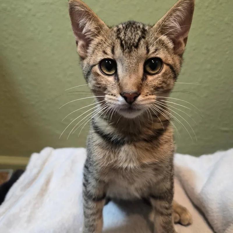 A baby medium-sized male Tabby (Brown / Chocolate) Domestic Short Hair cat named Sandy for adoption in Fresno, CA