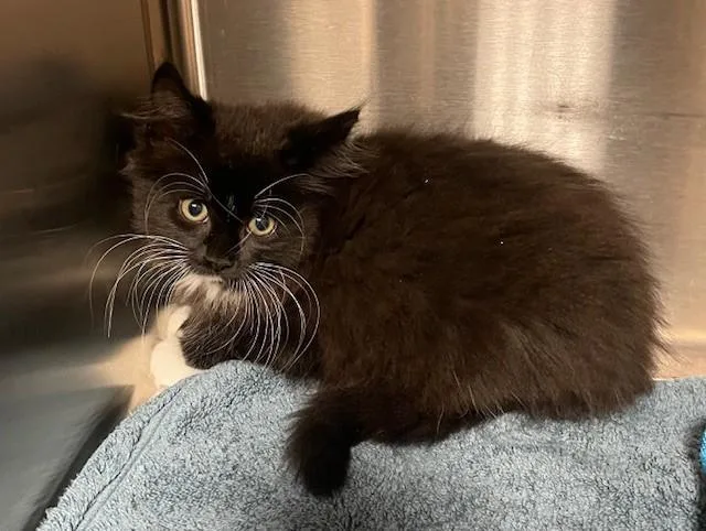A baby medium-sized male Domestic Long Hair cat named Moon Pie for adoption in Prudenville, MI
