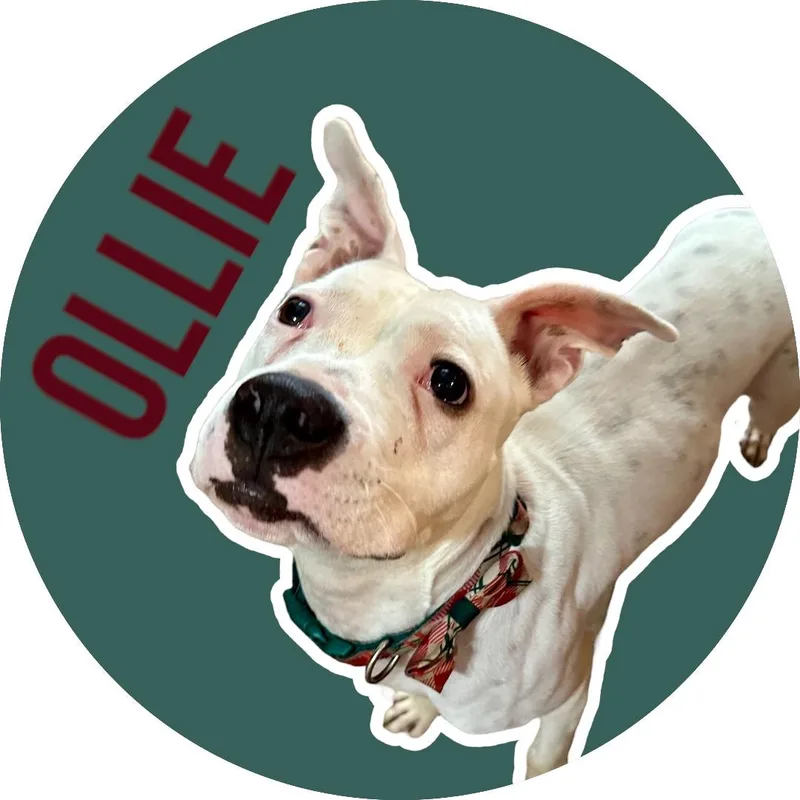 An adult medium-sized male Pit Bull Terrier dog named Ollie for adoption in Athens, TX