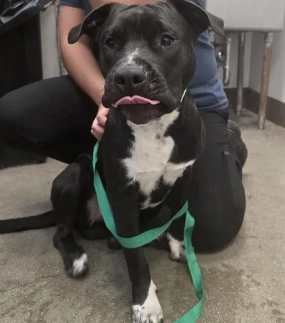 A young medium-sized male Pit Bull Terrier dog named Tempolton for adoption in Tucson, AZ