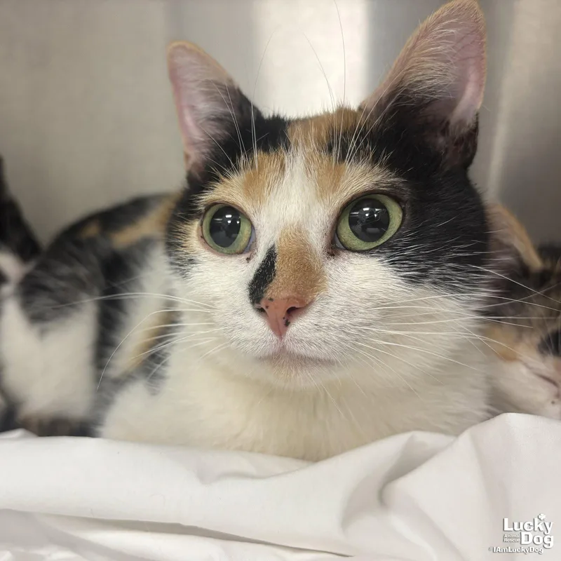 Jacqueline thumbnail 2