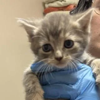 A baby small-sized female Gray / Blue / Silver Domestic Short Hair cat named Dilly for adoption in Tempe, AZ