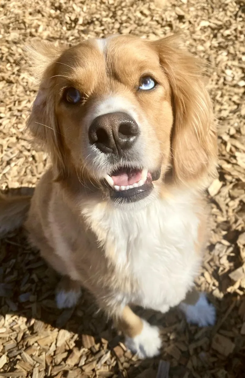 A young medium-sized female Apricot / Beige Cavalier King Charles Spaniel dog named Dottie & Newman for adoption in Eugene, OR
