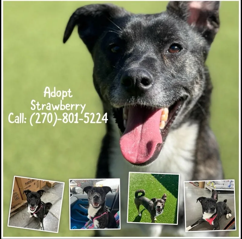 Strawberry thumbnail 2