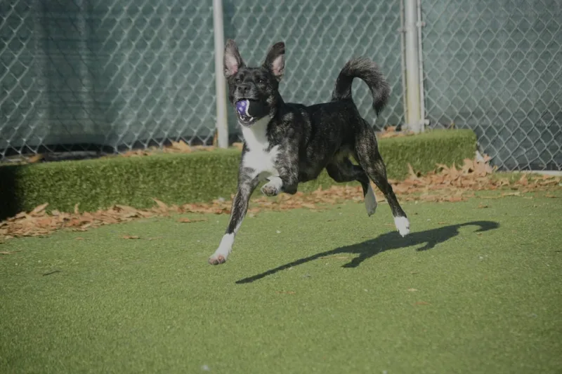 Strawberry thumbnail 3