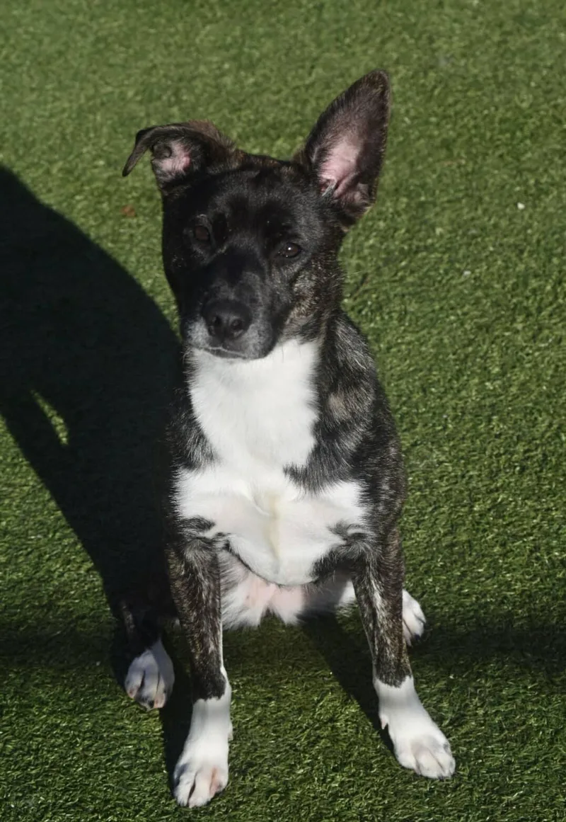 Strawberry thumbnail 4