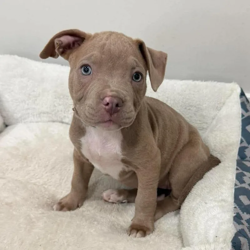 A baby small-sized female American Staffordshire Terrier dog named Puddle for adoption in Jasper, IN