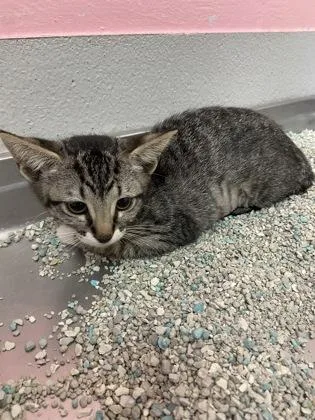 A baby small-sized female Domestic Short Hair cat named Freya for adoption in Largo, FL