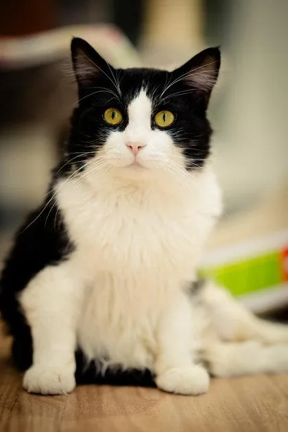 Colonel Peabody thumbnail 2