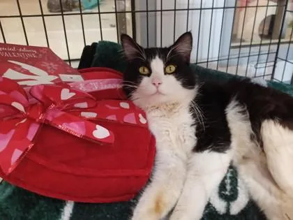 Colonel Peabody thumbnail 3