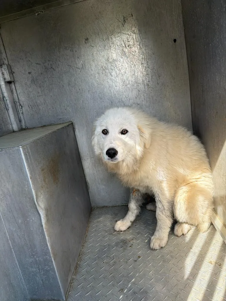 A young medium-sized female Mixed Breed dog named Maryann for adoption in Mount Gilead, NC