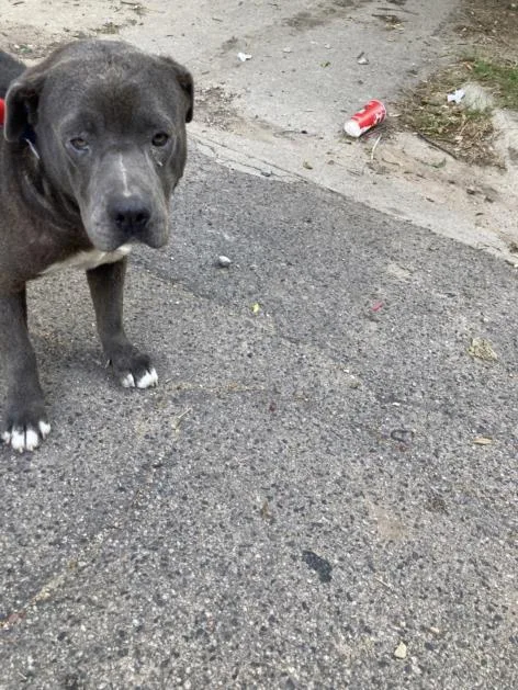 A young medium-sized male Mixed Breed dog named Blue for adoption in Dallas, TX