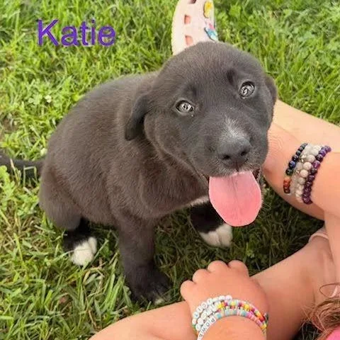 A baby medium-sized female Black Labrador Retriever dog named Katie for adoption in Albany, NY