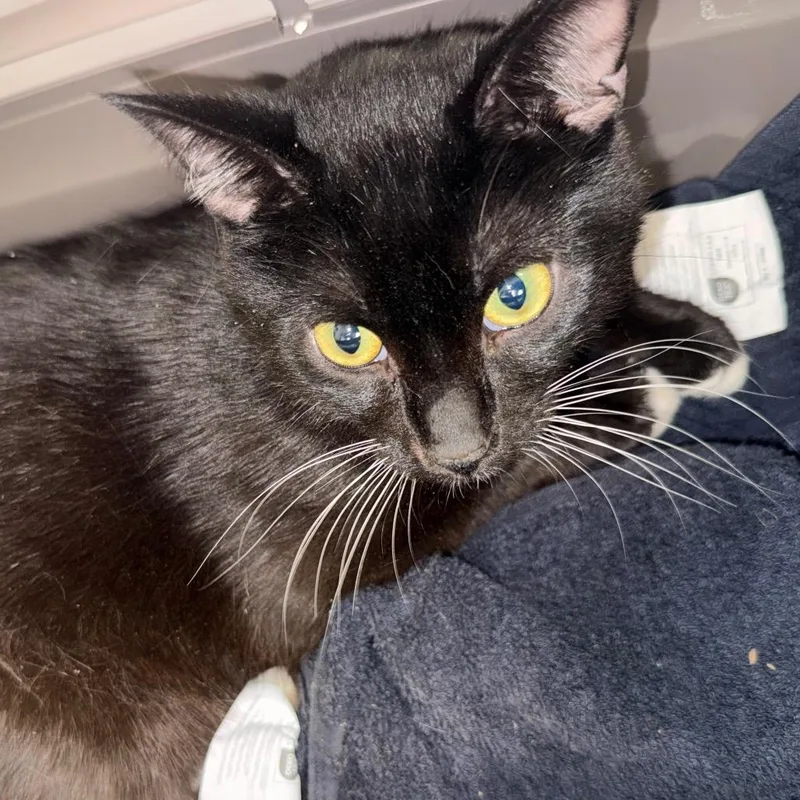 An adult medium-sized male Black Domestic Short Hair cat named Penguin for adoption in Troy, VA